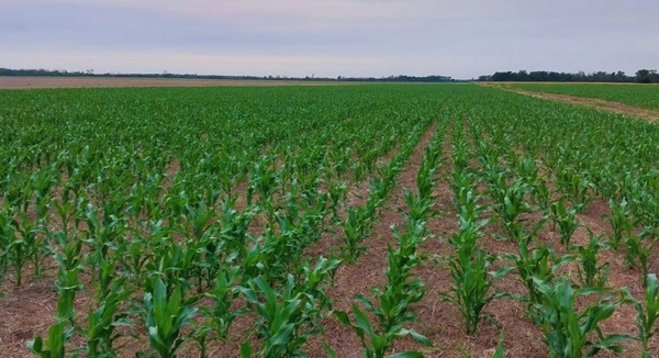 Argentina - Mejora del suelo: Maíz consociado con vicias y otras pasturas - Image 1