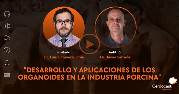 Cerdocast! #115: Los organoides en la industria porcina - Image 1