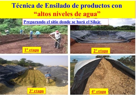 Oportunidades en la región Tropical y Subtropical: Aprovechamiento de los subproductos - Image 1