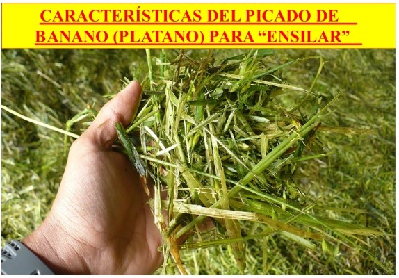 Oportunidades en la región Tropical y Subtropical: Aprovechamiento de los subproductos - Image 3