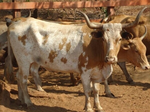 México - Mejoramiento genético para incrementar la eficiencia reproductiva en la carne de bovino - Image 3