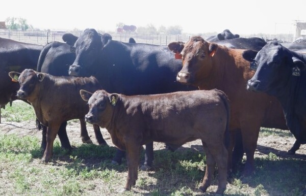 México - Mejoramiento genético para incrementar la eficiencia reproductiva en la carne de bovino - Image 2