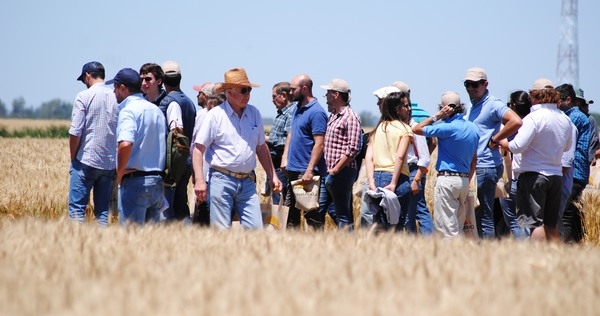 Argentina - Jornada de Trigo 2023: potenciar el rinde y la productividad en cada campaña - Image 2