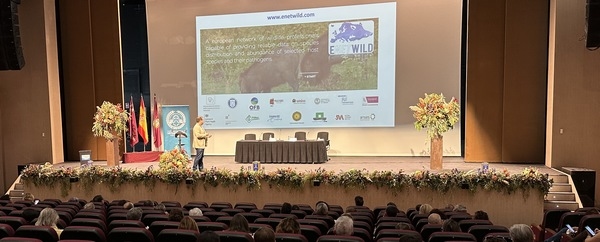 España - La prevención, principal arma contra la Peste Porcina Africana - Image 1