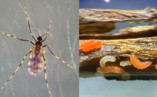EE.UU. - Secuencian el genoma de una plaga de soja recién descubierta - Image 1