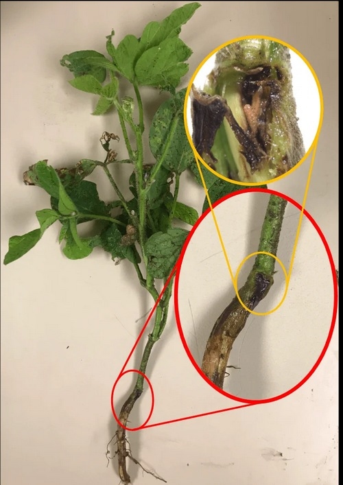 EE.UU. - Secuencian el genoma de una plaga de soja recién descubierta - Image 2