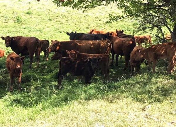 Entre la carne y la sustentabilidad: los desafíos de la ganadería - Image 1