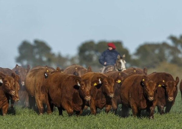 Entre la carne y la sustentabilidad: los desafíos de la ganadería - Image 2