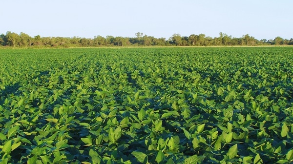 Argentina - Agricultura adaptativa: cómo gestionar el agua ante un clima variable - Image 2