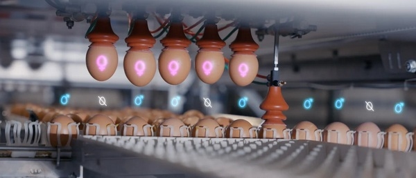 Anuncian asociación estratégica para el sexado in ovo de huevos - Image 1