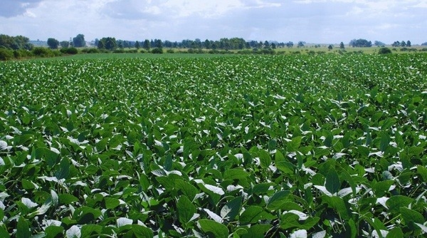 Argentina - SoyVAR, la app de los cultivares de soja - Image 2