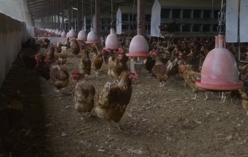 Colombia - Nutriavícola: Producción de huevos de calidad centrado en el bienestar animal - Image 1