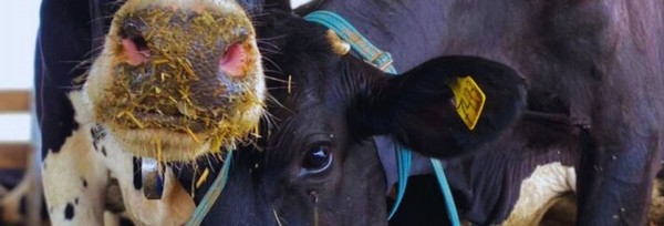 Dietas frías: una estrategia para disminuir el estrés por calor en vacas - Image 1