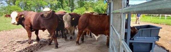 Cómo evaluar la eficiencia en la ganancia de peso de los animales - Image 1