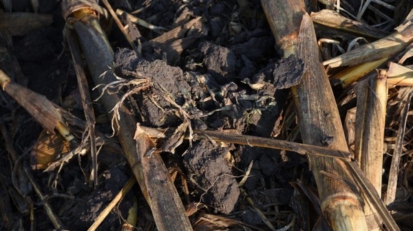 Glomalina, un bioindicador del efecto de la agricultura de conservación sobre la calidad del suelo - Image 1