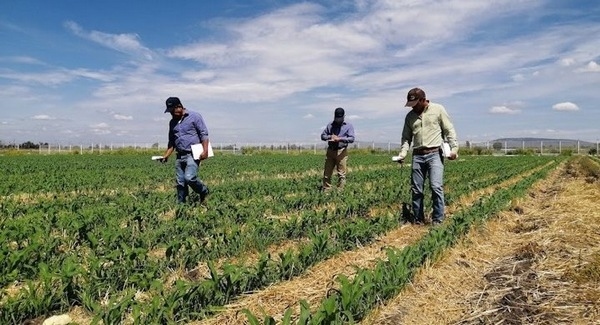 Producción sustentable de trigo con dosis adecuadas de nitrógeno - Image 1