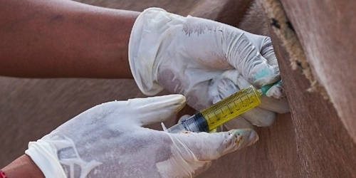 Crean la primera lista mundial de medicamentos veterinarios esenciales - Image 2
