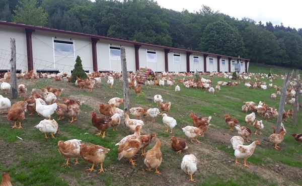 España - Cálculo de la huella de carbono de producto avícola - Image 1