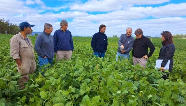 Argentina - Los Fosfitos pueden convertirse en una solución frente a las malezas - Image 1