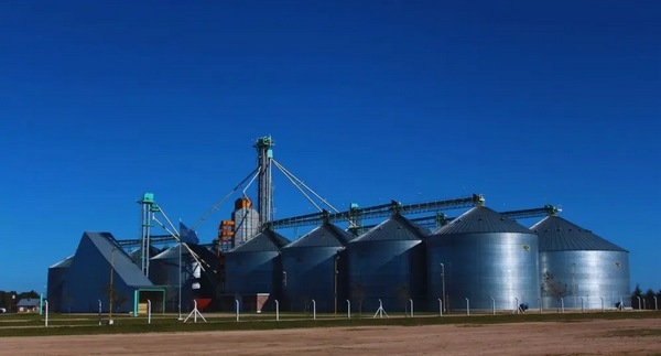 Argentina - Pautas para la cosecha y el almacenamiento del maíz afectado - Image 2