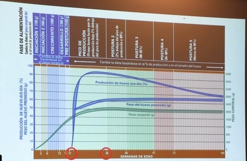 Argentina - Situación Nutricional de la Producción Avícola 2024 - Image 1