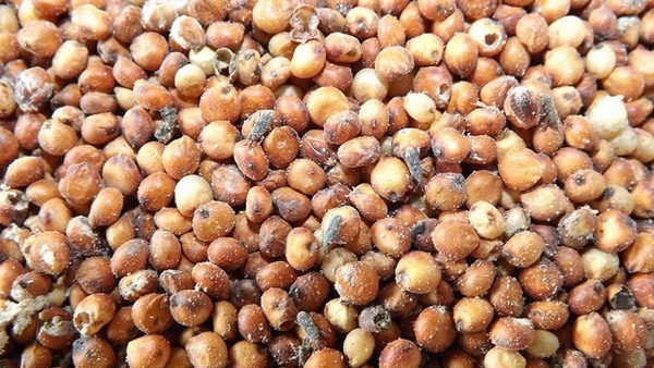 Brasil - NIRS, revoluciona la evaluación de la calidad del grano - Image 4