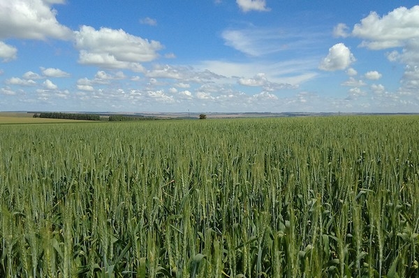 Brasil - Nueva variedad de trigo tiene un alto potencial productivo - Image 2
