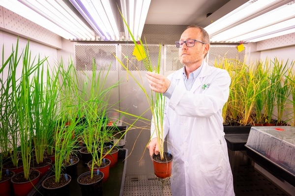 España - Investigan como producir más cereales fertilizados con nitrógeno del aire - Image 1