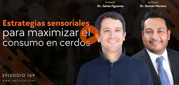 Cerdocast #169: Estrategias sensoriales para maximizar el consumo en cerdos - Image 1