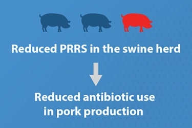 EE.UU. - Prevenir enfermedades porcinas reduce la necesidad de antibióticos - Image 1