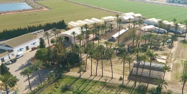 España - Salvaguardando el futuro: Banco de Germoplasma de la Gallina Murciana - Image 2
