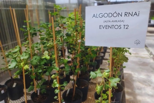 Argentina - Avances en el desarrollo de un algodón resistente al picudo - Image 2
