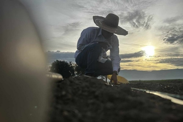 Colombia - Soya del futuro con inteligencia artificial y genética de precisión - Image 1