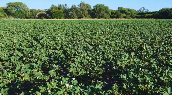 Argentina - Presentan variedad de algodón tolerante al estrés hídrico - Image 2