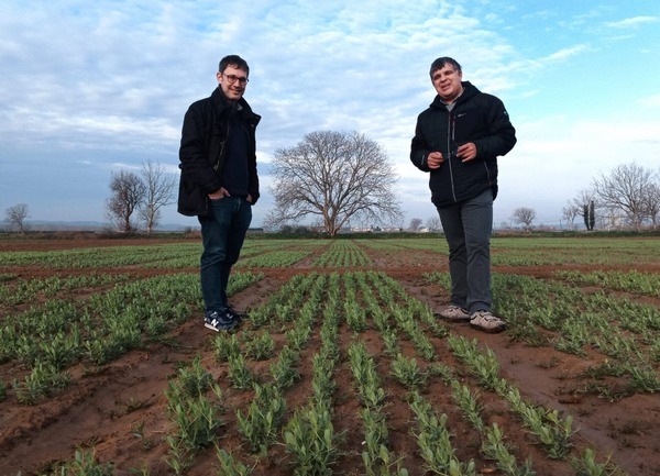 España - IRTA: Investigar las legumbres porque el clima está cambiando - Image 1