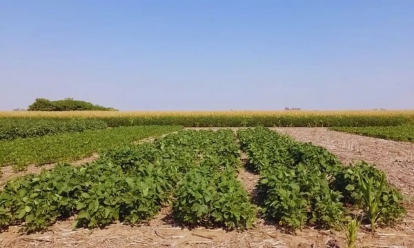 Argentina - Biofertilizante que aumenta 6 % la productividad de la soja - Image 1