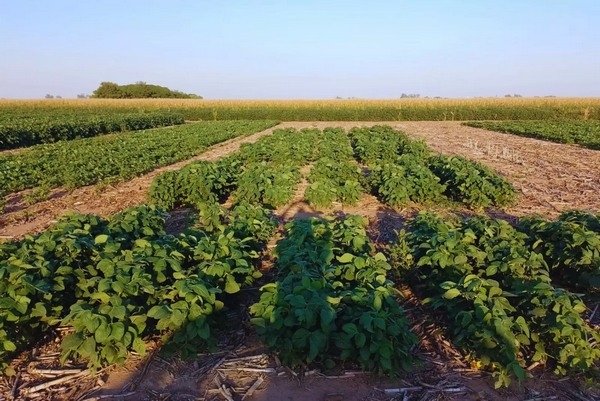 Argentina - Biofertilizante que aumenta 6 % la productividad de la soja - Image 2