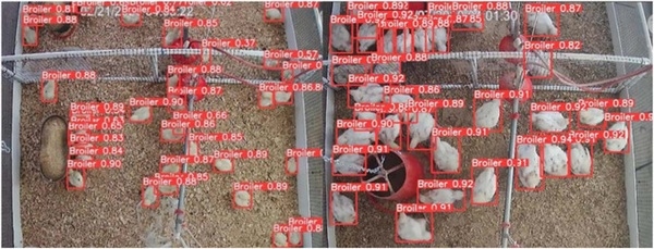 Poultry Science Association: Paradigmas de la industria hacia el futuro - Image 2