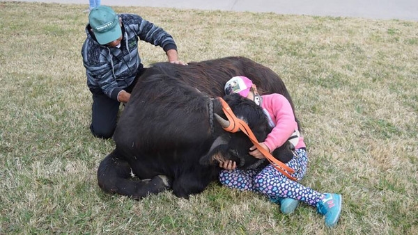 Bufaloterapia y manejo de búfalos, otros de los atractivos en TodoLáctea - Image 1