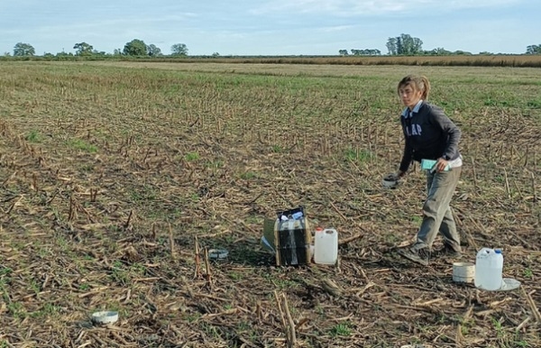 Argentina - Intensificación agrícola: Cómo mejorar los suelos con más cultivos - Image 2