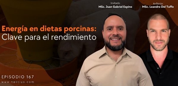 CerdoCast #167 - Energía en dietas porcinas: CLAVE para el rendimiento - Image 1