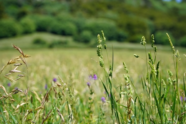 Argentina - Nutrir las pasturas para mejorar la productividad ganadera y la  calidad de la carne - Image 1