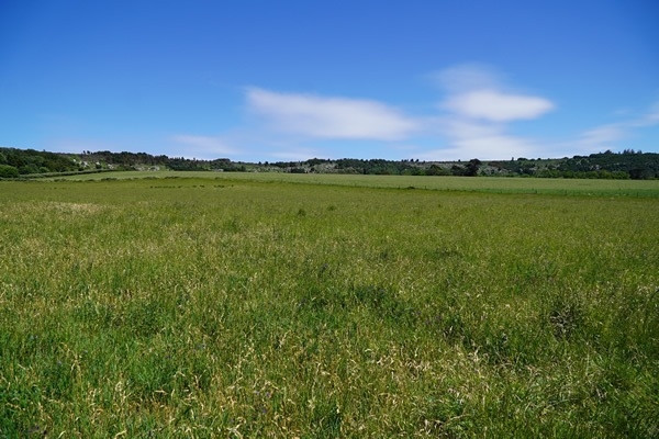 Argentina - Nutrir las pasturas para mejorar la productividad ganadera y la  calidad de la carne - Image 4