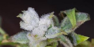 EE.UU. - Aprueban foodos para investigar el cáñamo y las micotoxinas - Image 1