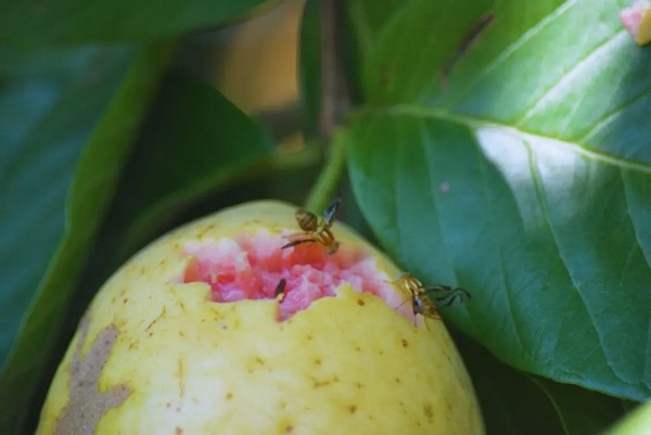 Argentina - Estudian el comportamiento de la mosca de la fruta - Image 1