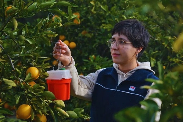Argentina - Estudian el comportamiento de la mosca de la fruta - Image 2