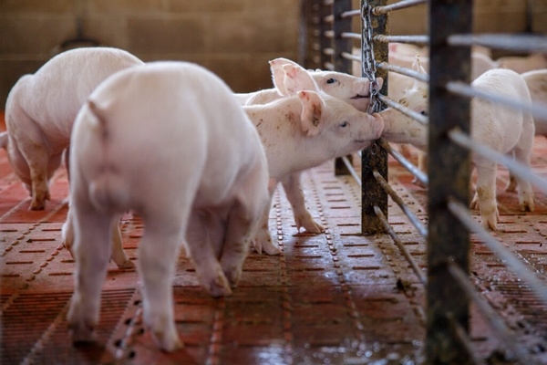 Argentina - Micotoxinas en la Producción Porcina: Un Riesgo Latente para la Salud Animal y la Productividad - Image 1