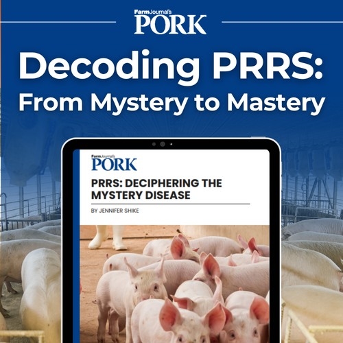 Decodificando el PRRS: del misterio a la maestría - Image 1