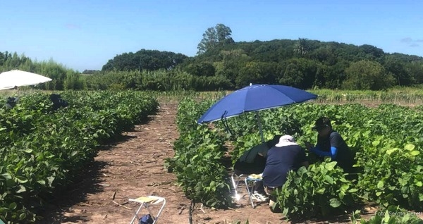 Iuruguay - INIA presenta nueva variedad de soja: Ciclo largo y alto potencial de rendimiento - Image 1
