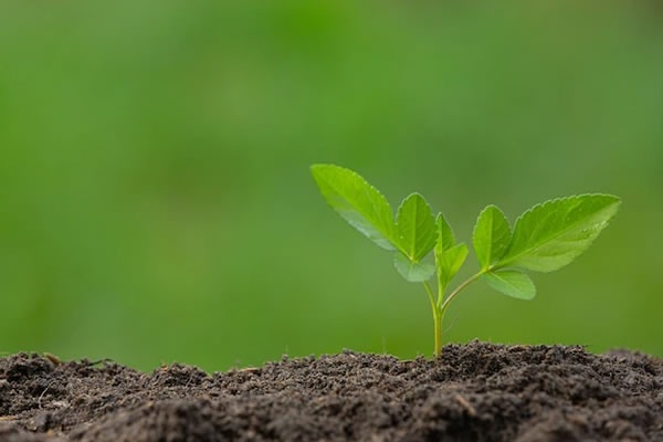 Argentina - Nutrición inteligente en soja: Charla virtual de Fertilizar AC - Image 1
